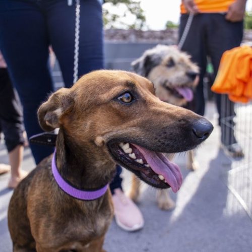 Programa realizará castrações gratuitas de cães e gatos em Porto Velho