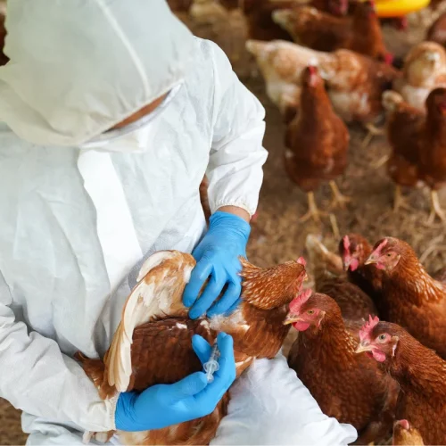 Gripe aviária: entenda se é possível se contaminar comendo carne de frango