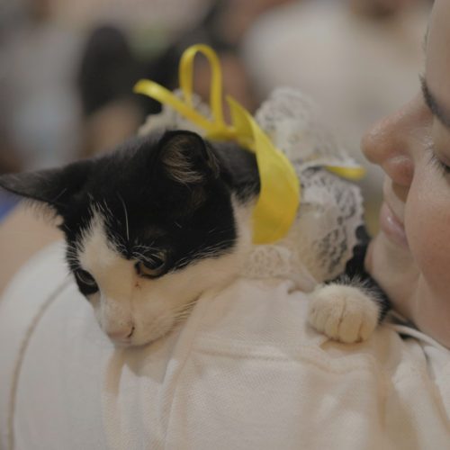 Feira de adoção de cães e gatos acontece no Porto Velho Shopping neste final de semana