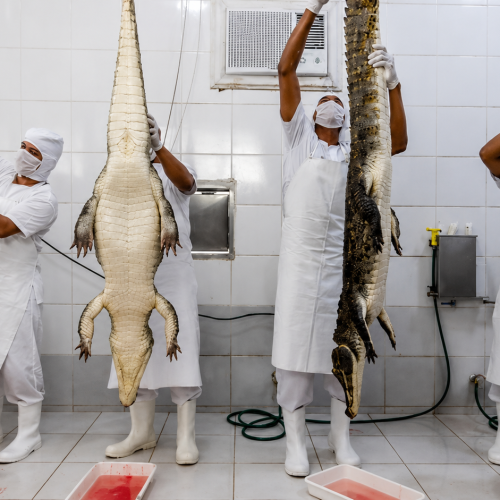 Carne de jacaré da Resex Lago do Cuniã avança em processo para obter Indicação Geográfica