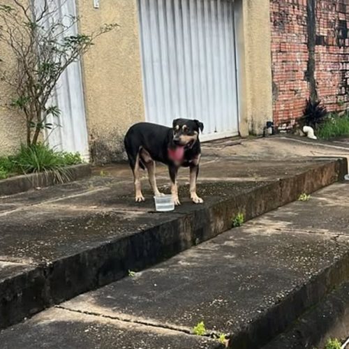 Cachorro ferido é resgatado no bairro Embratel; tutores são procurados