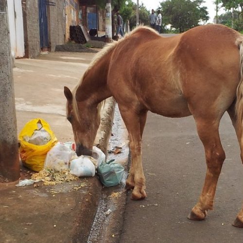 Animais de grande porte soltos nas ruas: o que fazer e como denunciar
