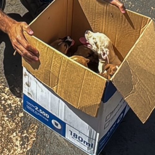 Filhotes abandonados em avenida de Porto Velho são resgatados e recebem cuidados da prefeitura