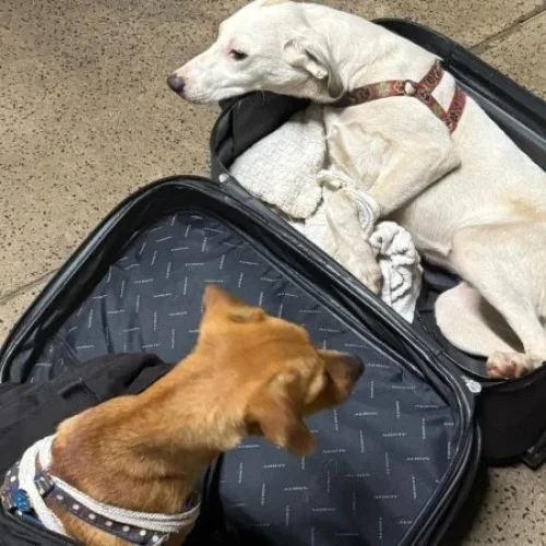 Casal é preso por levar cachorros dentro de mala em viagem interestadual
