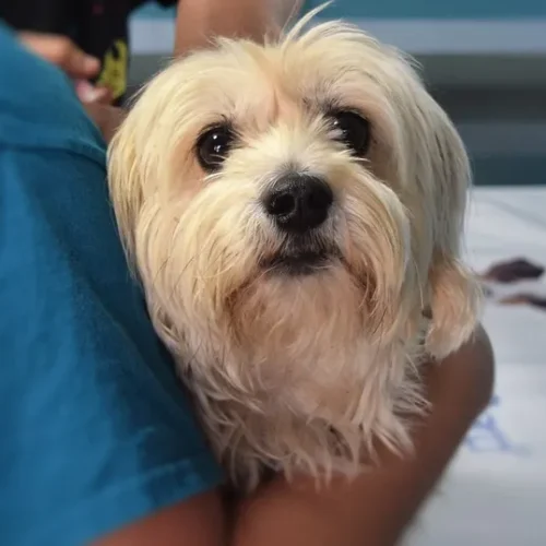 Saiba como castrar seu pet de forma gratuita em Porto Velho