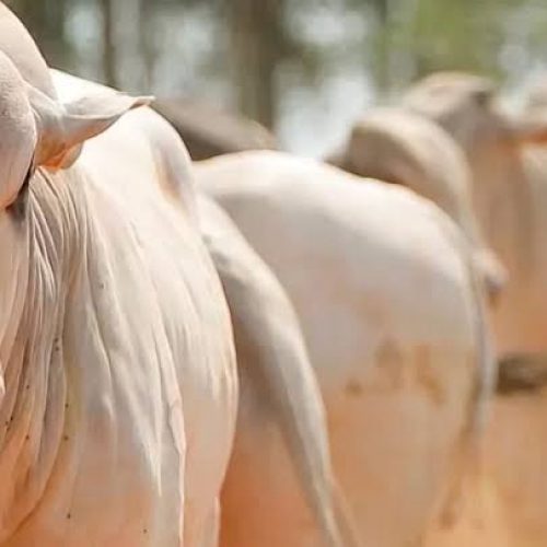 País recebe status internacional como livre de febre aftosa sem vacina