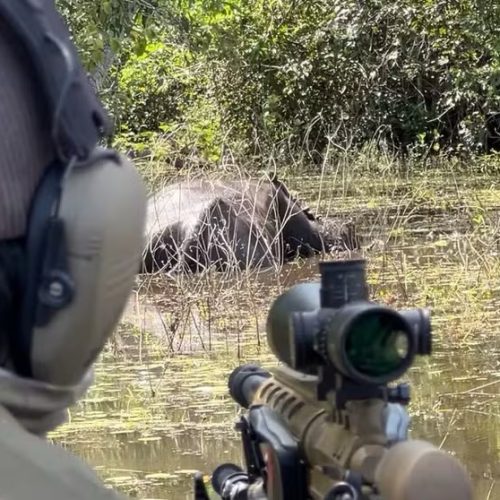 ICMBio inicia abate de búfalos após avanço dos animais em área protegida da Amazônia