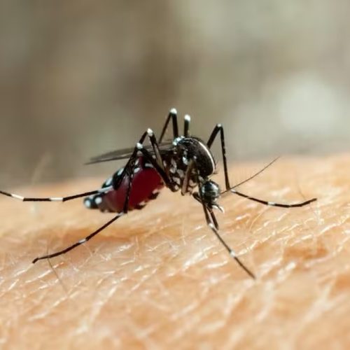Ministério da Saúde confirma primeiras mortes por dengue e chikungunya de 2025 em Rondônia