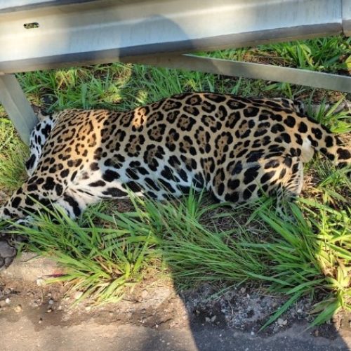 Onça-pintada é encontrada morta após atropelamento na BR-435, em Rondônia