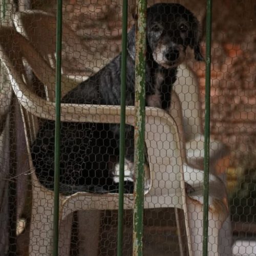 Prefeitura disponibiliza telefone para denúncia de maus tratos contra animais