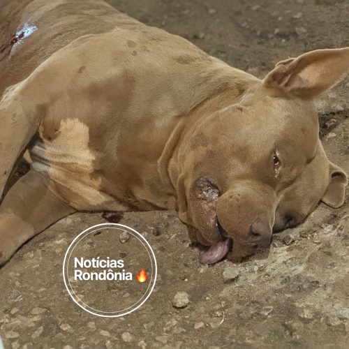 Pitbull é morto com três tiros após atacar vira-lata no bairro Três Marias