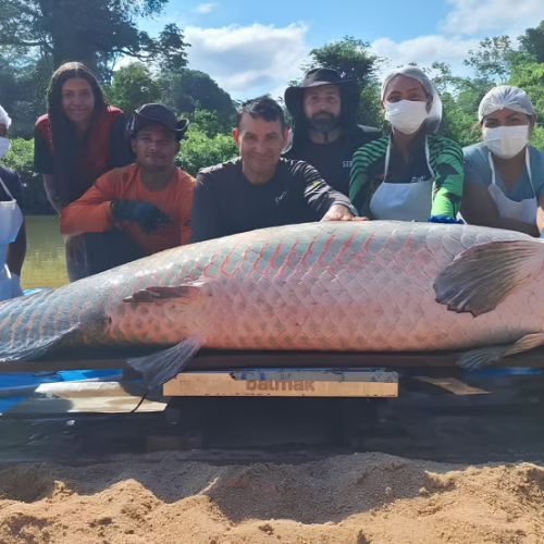 Pirarucu com mais de 2 metros e 137 kg é capturado em Rondônia