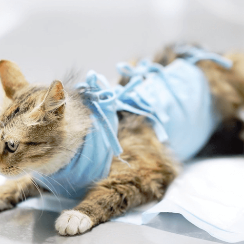 Prefeitura anuncia abertura de mais 800 vagas para castração de cães e gatos em Porto Velho