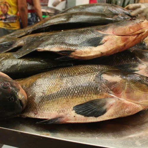 Rondônia supera Amazonas no comércio do Tambaqui, aponta estudo